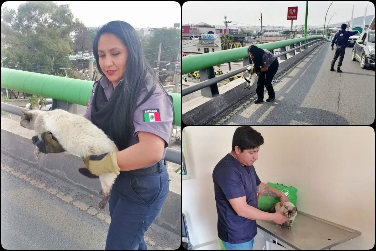 Rescatan a michi que deambulaba peligrosamente en puentes de Pachuca