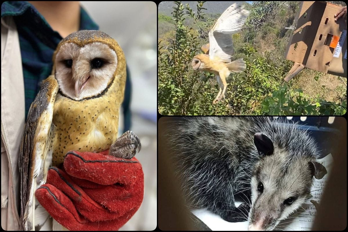 Liberan en ambiente natural a animalitos rehabilitados en unidad de rescate de Pachuca