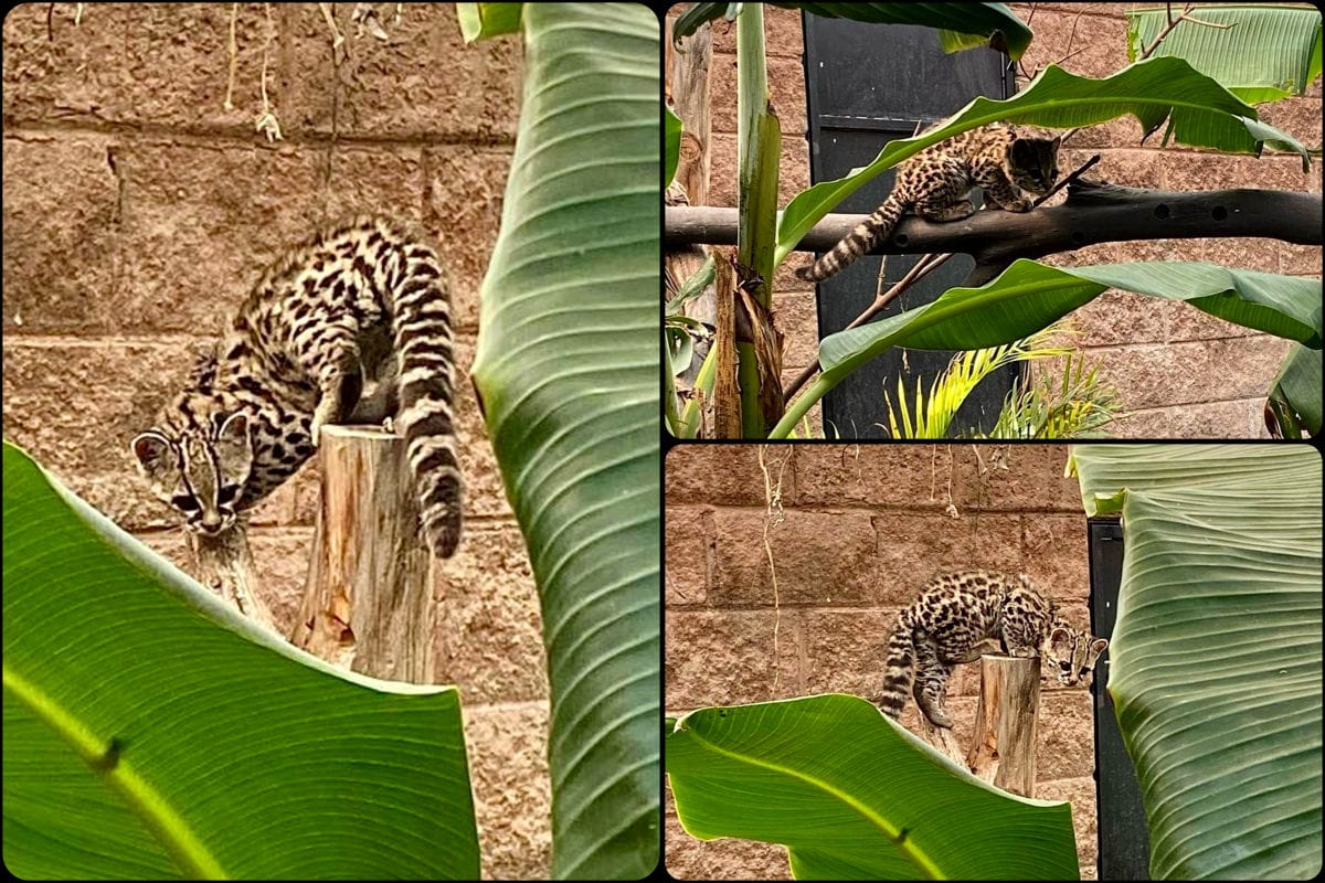 El tigrillo Xalt ya está en biosimulador; así va la recuperación de este bello felino en Pachuca