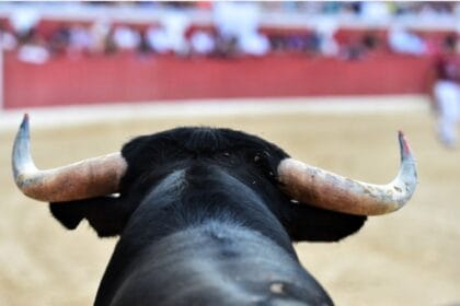 CDMX establece nuevas reglas para corridas de toros sin maltrato animal; ¿se replicarán en Hidalgo?